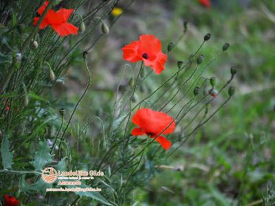 fotoDSC_1506