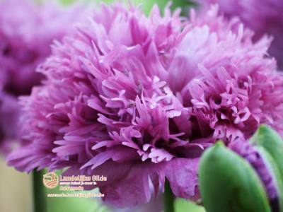 fotoDSC_1669