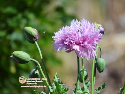 fotoDSC_1672