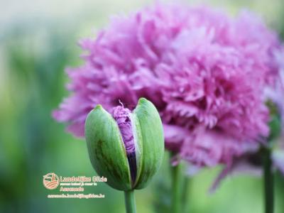 fotoDSC_1673