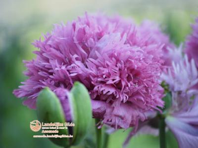 fotoDSC_1674
