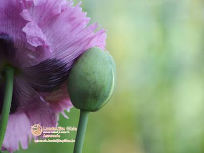 fotoDSC_1675