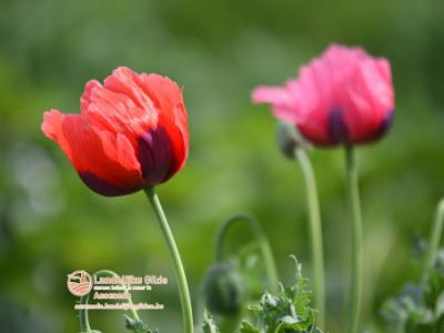 fotoDSC_1685